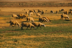 Image of sheeps eating grass on farmland during sunrise, morning time.