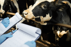 cow