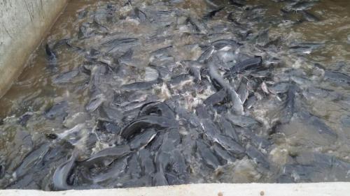 	Fish Farming