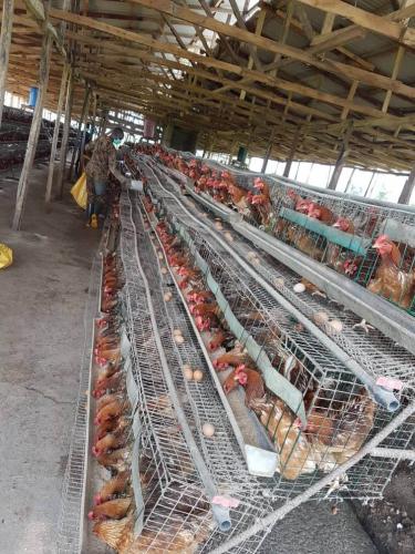 Poultry Farmings